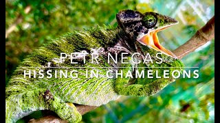 Hissing Chameleons