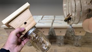 How to Make the Best Carpenter Bee Trap that Actually Works