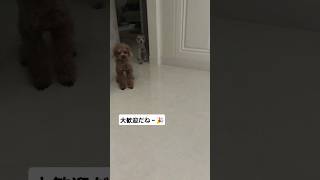 お帰りの大歓迎🎉 #犬 #toypoodle #わんこ #dogstagram #トイプードル #いぬ #犬との暮らし #ティーカッププードル #いぬすたぐらむ #おさんぽ #お迎え #いぬのいる生活