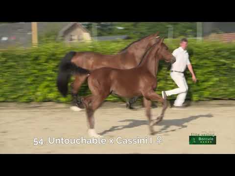 54 Nina Ricci (Untouchable x Cassini)
