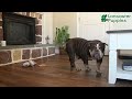 English Bulldog dogs for sale: Hazel Mocha Latte  - Video 1