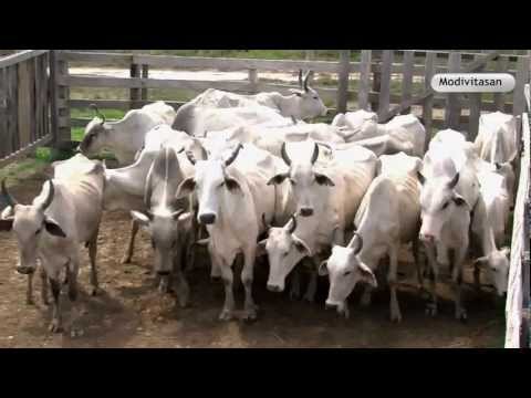 Modivitasan by Agrovet Market...The Vet Organic Modifier for Animals...Nothing is missing!