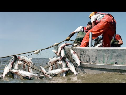 Everyone should watch this Fishermen's video - Most Commercial Salmon fishing on Alaska River