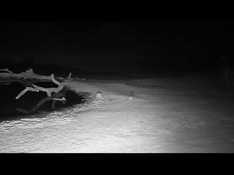 Djuma Private Game Reserve Live Stream