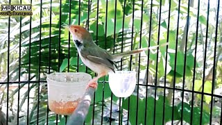 Download lagu Ampuh ! Pancing Bunyi Prenjak Lancur Bahan mp3 Download lagu Ampuh ! Pancing Bunyi Prenjak Lancur Bahan mp3