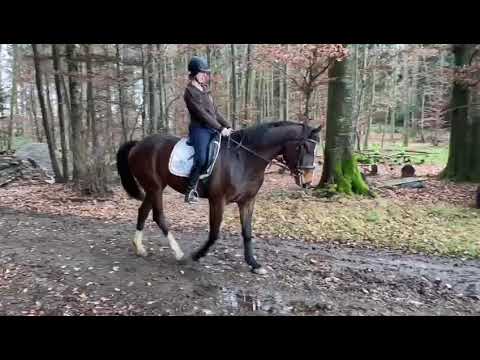 Kreuzerhof- Lady Jones MB-Sold