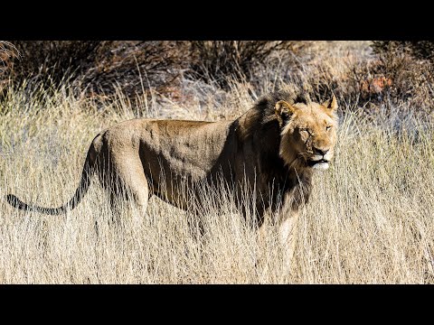 Namibia 2022 Teil 1/7 in 4k