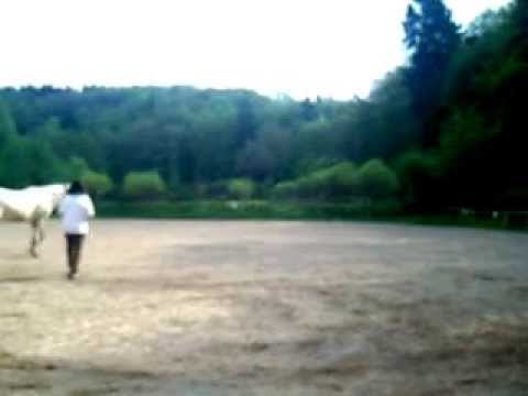 Luna und ich beim Longieren auf dem Reitplatz der Hennemühle