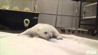 Baby Polar Bear Takes Adorable First Steps