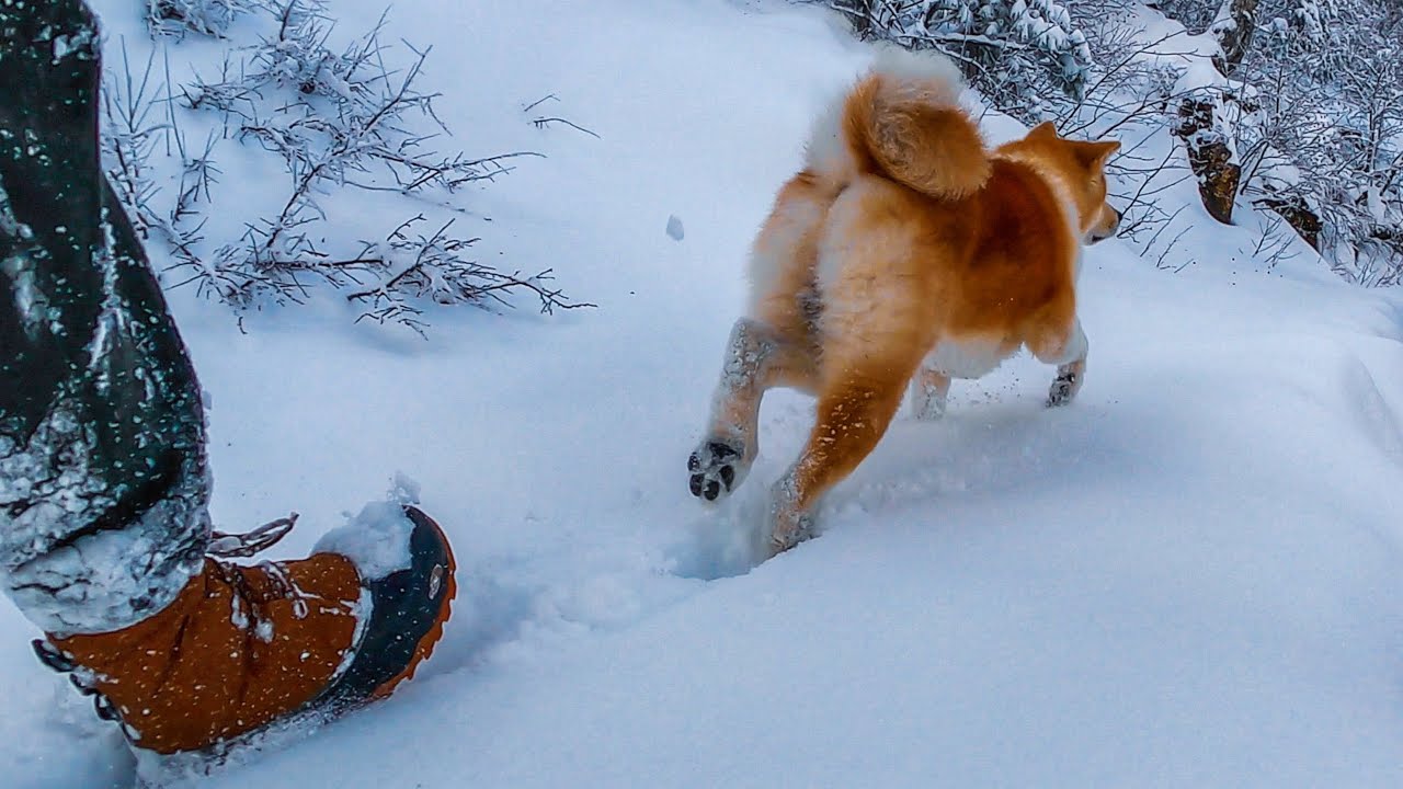 An Overly Excited Akita - Akita Inu Snow Escapade. Episode 4