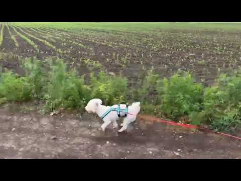 Klein Saika trainiert für einen Marathon ;) Am besten im neuen Zuhause, das sie noch sucht