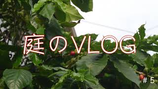 お庭の観察日記　５