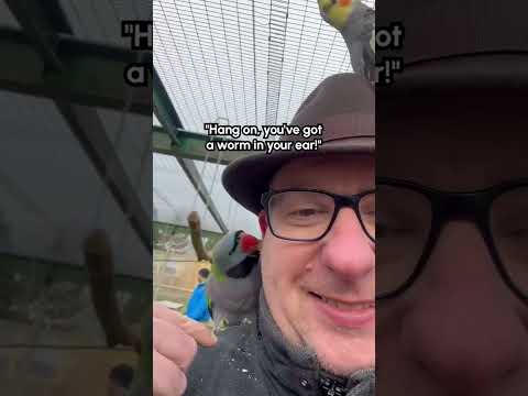 Un oiseau vole un appareil auditif dans l'oreille d'un homme