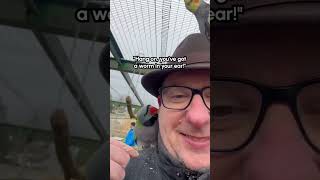 Un oiseau vole un appareil auditif dans l'oreille d'un homme