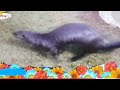 Babytv Go Eco River Dolphins