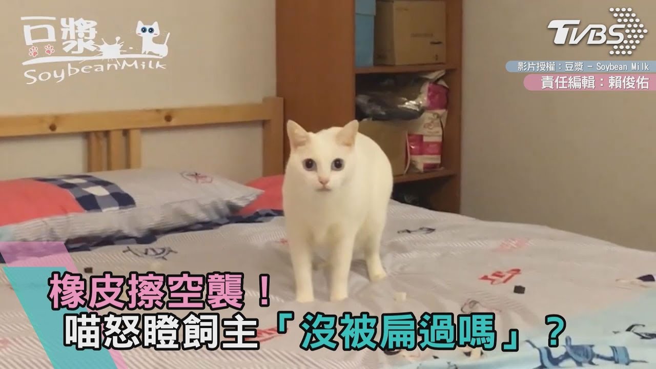橡皮擦空襲! 喵喵怒瞪飼主「沒被扁過嗎」?