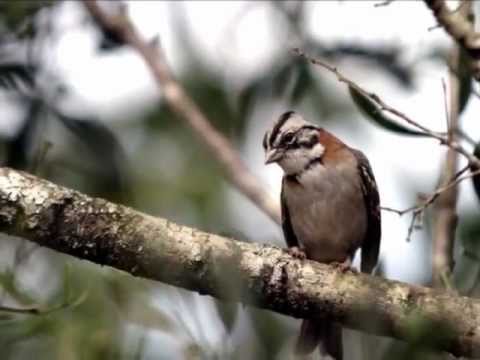 Beto Pereira - Lição de Caboclo
