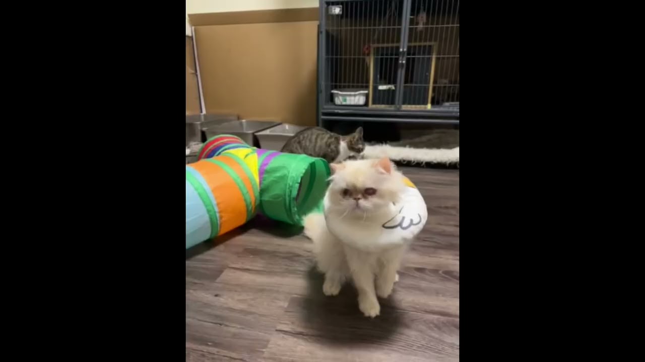 Ludo, a ADOPTABLE Persian in Toronto, ON video 6/6