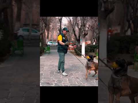 #dog #dogtraining #malinoismonday #belgianmalinois