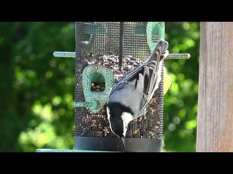 White breasted nuthatch spending some time at the feeder