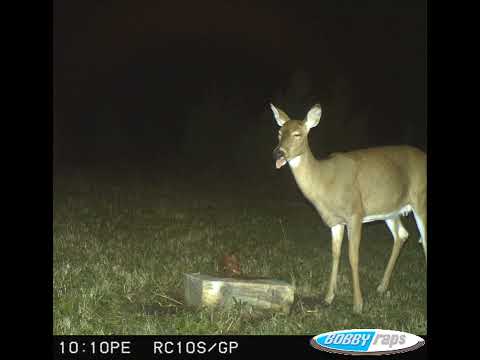 Bobby Raps - Georgia Percs