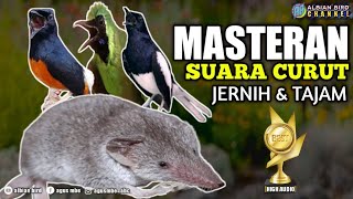 Download lagu SUARA CURUT TAJAM || MASTERAN SUARA CURUT mp3