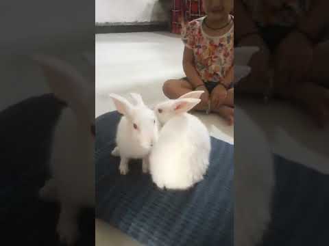 KIMAYA play with Rabbit 🐇💕
