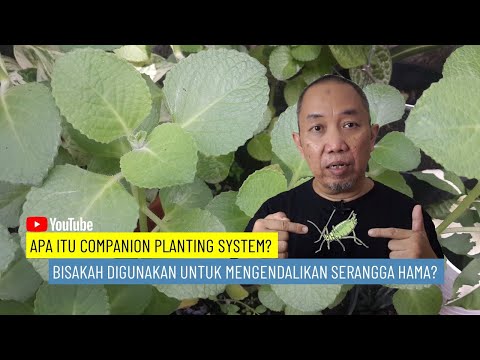 , title : 'Apa itu Companion Planting System? Bisakah Digunakan untuk Mengendalikan Serangga Hama?'