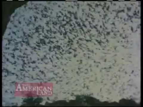 Artificial cave fights deadly bat disease | This American Land