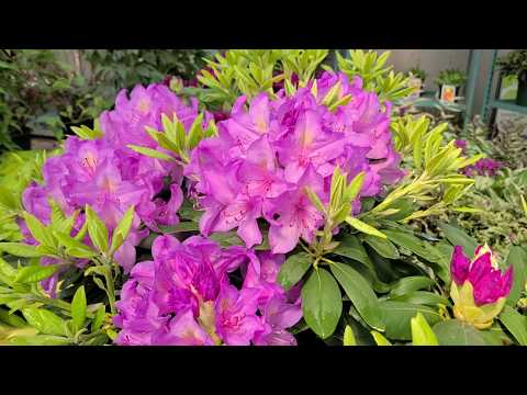 Rhododendron catawbiense 'Boursault' // Dependable NATIVE Evergreen with large, BRILLIANT flowers.