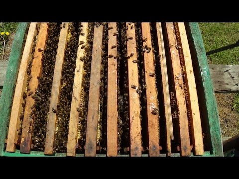 Апрельский потенциал пчелы на пасике