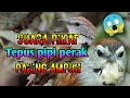 Suara Pikat Tepus Pipi Perak Paling Ampuh