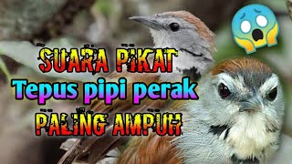Download lagu Suara pikat tepus pipi perak//paling ampuh mp3
