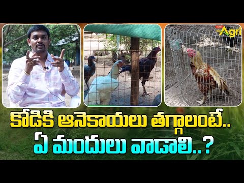 Veterinary Doctor Praharsha about Pandem Kollu Diseases | కోడికి ఆనెకాయలు తగ్గాలంటే.. Tone Agri