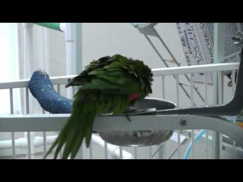 [IMaBird.com] Rio (Hahns Macaw) taking his shower before the B&G could drink from it. (HD)
