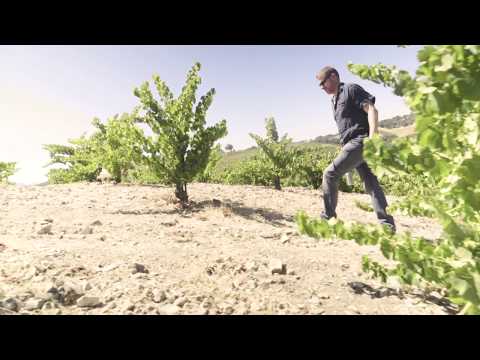 Dry Farming: A Different Kind of Vineyard