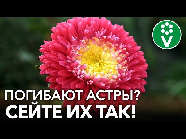АСТРА ВЫРАСТЕТ ДАЖЕ У НОВИЧКОВ, если следовать этим простым советам биолога!