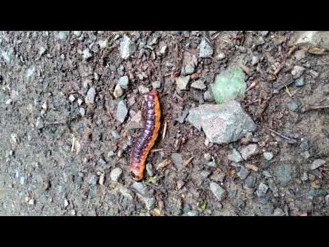 Metamorphose, die Kraft der Wandlung