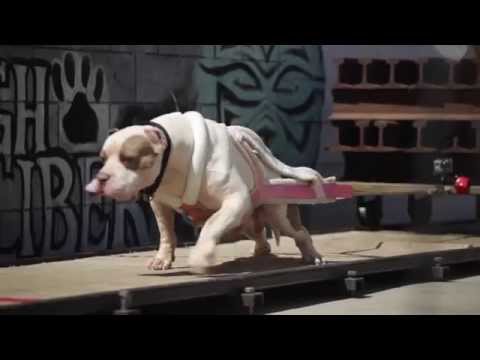download lagu mp3 mp4 De La Cruz Pitbulls, download lagu De La Cruz Pitbulls gratis, unduh video klip De La Cruz Pitbulls