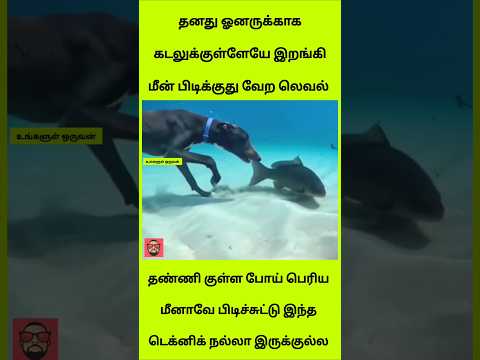தனது ஓனருக்காக கடலுக்குள்ளேயே இறங்கி மீன் பிடிக்குது... வேற லெவல்! 😱🐕 #shorts