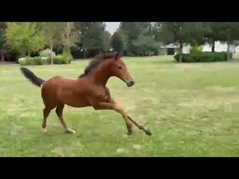 Stutfohlen *05.2024 V.: Franklin zu verkaufen