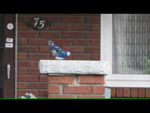 Blue Jay steals cat food off porch from 2 cats. Toronto,  June 18 2018
