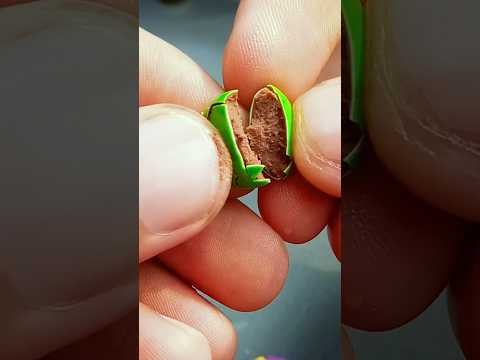 Dark or Brown 🍫- Inside a Gems chocolate | A real close up of Gems candy #candy #closeup #chocolate