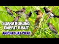 SUARA BURUNG EMPRIT RIBUT Ampuh Untuk Pikat MP3suarapikatburung
