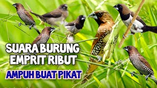 Download lagu SUARA BURUNG EMPRIT RIBUT ampuh untuk pikat.@MP3suarapikatburung mp3 Download lagu SUARA BURUNG EMPRIT RIBUT ampuh untuk pikat.@MP3suarapikatburung mp3