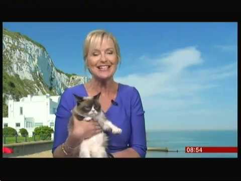 Watch lagu Images Videos Bbc News Grumpy Cat, Watch Images Bbc News Grumpy Cat free Watch Images, Watch Images Bbc News Grumpy Cat