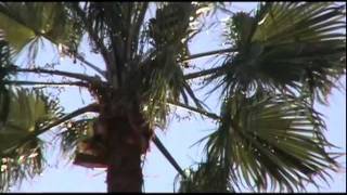 Ariel Pink - Life in LA
