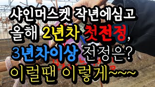2023년 1월 샤인머스켓 포도 전정 (2년차첫전정,  3년차이상 전정 이럴땐 이렇게 ~)