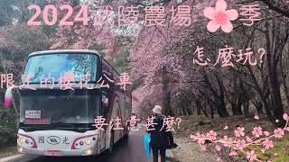 【2024武陵農場櫻花季】國光一日遊全攻略!