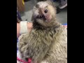 Common Marmoset Monkey Facts from a Vet
